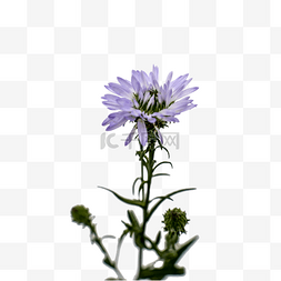 浅紫色小花