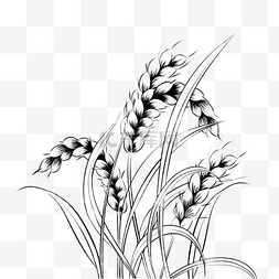 玉米图片_线描谷类小麦