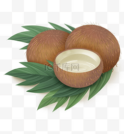 椰树叶图片_椰子汁和椰子叶