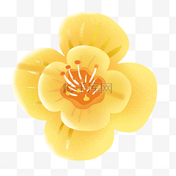 盛开的黄色花朵图片_盛开的黄色鲜花下载