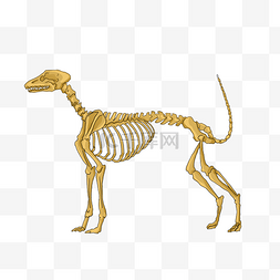 骨骼考古动物