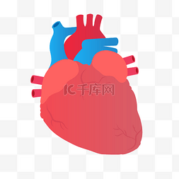 心脏人体器官矢量