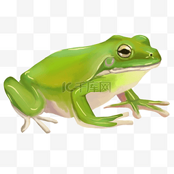 绿色青蛙卡通动物