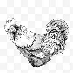 创意公鸡png图片_卡通公鸡纹身插画