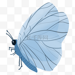 青色的蝴蝶装饰插画