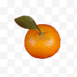 带叶子的橘子图片_带绿叶子的大橘子