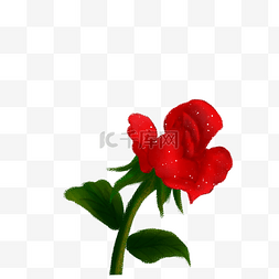 一朵花瓣凋落的红玫瑰免扣图