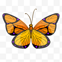 卡通触须图片_橙黄色的昆虫蝴蝶插画