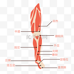 中医经络素材图片图片_人体腿部穴位
