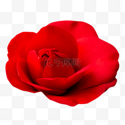 一朵红色鲜花