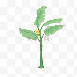 绿色芭蕉叶图片_清新芭蕉树植物插画