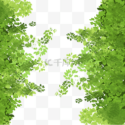 茂盛的绿色树木图片_爬山虎