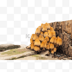 雨后树桩上的一堆野蘑菇