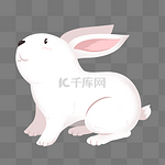 一只白色兔子