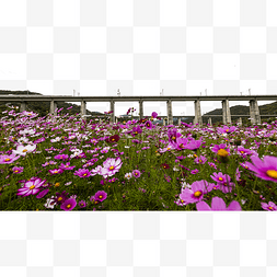 格桑花花朵