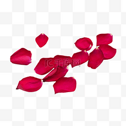 红玫瑰花瓣元素图片_散落红玫瑰花瓣