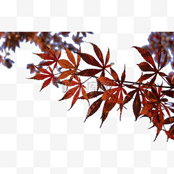 秋天景色的树图片_秋天的枫叶