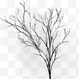 冬树