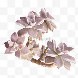 紫色多肉植物图片_多肉植物胧月