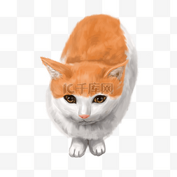 橘猫装饰插画