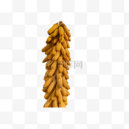 秋天晒秋的玉米