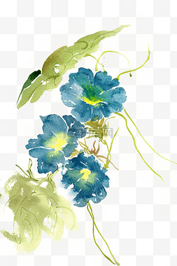 植物花朵蓝色图片_蓝色的牵牛花