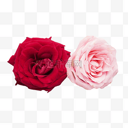 粉色花朵两朵图片_两朵玫瑰花