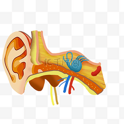 耳朵耳道图片_耳朵耳道结构