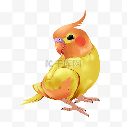 黄色鹦鹉小鸟