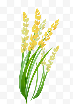 水稻素材图片_黄色水稻粮食