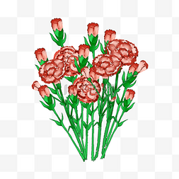 长着的康乃馨花朵插图