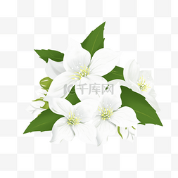 单支图片_单支白色茉莉花