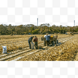 秋季玉米收割
