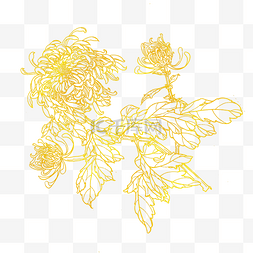 金色花线条菊花素材