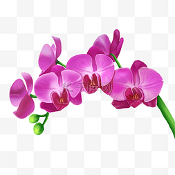 粉红色蝴蝶兰花朵