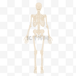 凹陷的骨骼图片_人体骨骼骨头