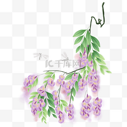 昆虫和花卉图片_紫藤萝和蜻蜓