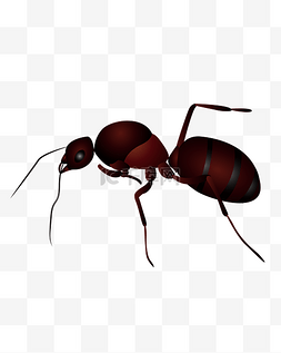 蚂蚁的图片_棕色的蚂蚁