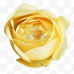 淡黄色玫瑰花