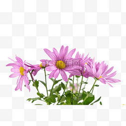 紫色菊花花开