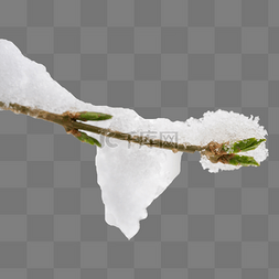 雪压柳树枝