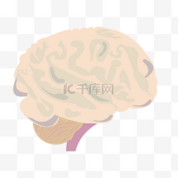 脑子真人图片_人体器官脑子插画