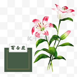 花类中草药水彩粉色水红百合花