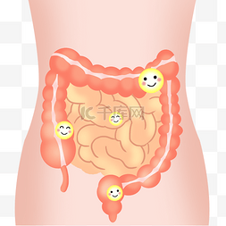 胃部器官图片_红色肠胃器官