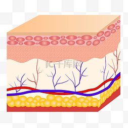 土壤修复图片_皮肤组织表皮肌肤毛孔毛囊结构医