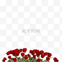 玫瑰花绿色叶子图片_红色玫瑰花