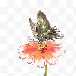 手绘花朵水墨图片_橙色花与蝴蝶