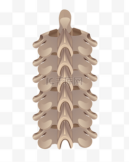脊椎骨骼图片_人体骨骼脊椎