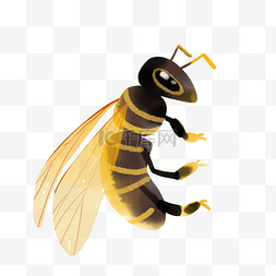 黄色翅膀蜜蜂