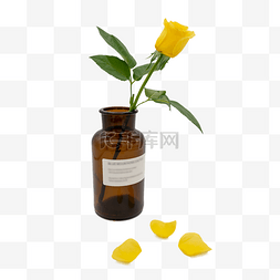 黄色玫瑰花和玻璃瓶